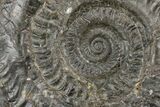 Jurassic Ammonite (Hildoceras) Fossil - England #180259-1